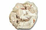 Fossil Oreodont (Leptauchenia) Partial Skull - South Dakota #284207-4